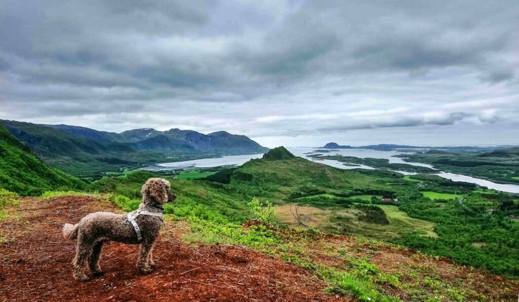 Hund i forgrunnen av fjord og fjell